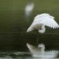 Voir l’image : Aigrette garzette