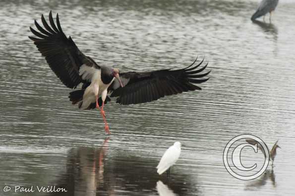 Cigogne noire