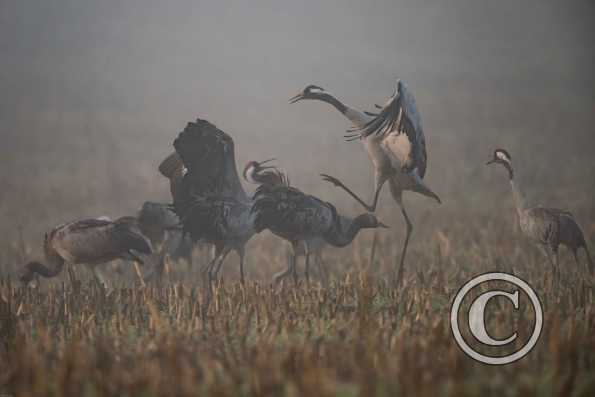  Grues cendrées