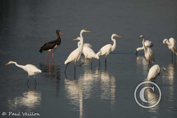 Cigogne noire et grandes aigrettes