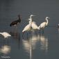 Voir l’image : Cigogne noire et grandes aigrettes