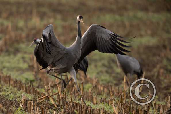  Grues cendrées