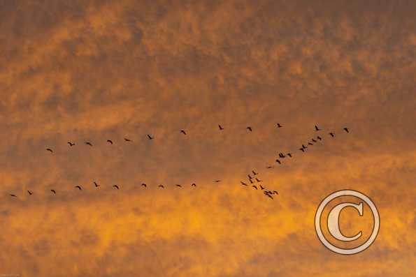  Grues cendrées