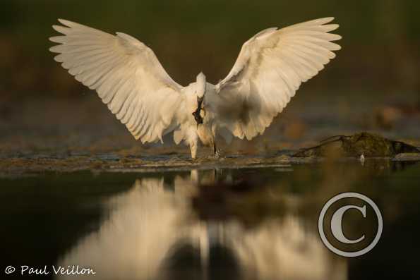 aigrette garzette