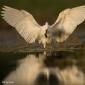 Voir l’image : aigrette garzette