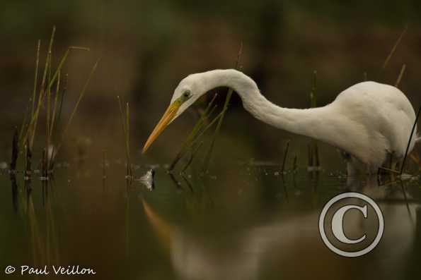 grande aigrette