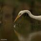 Voir l’image : grande aigrette