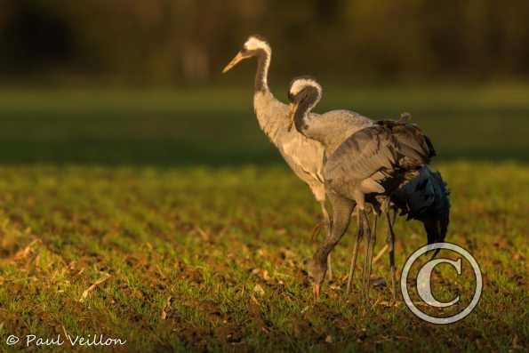 Grues cendrées