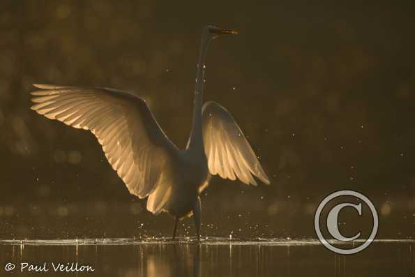 Grande aigrette