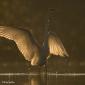 Voir l’image : Grande aigrette