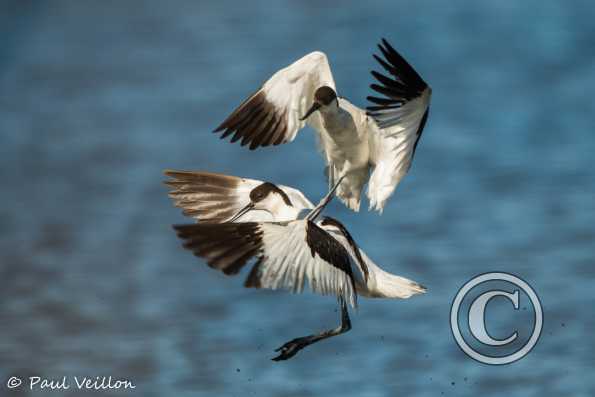 Avocettes élégantes