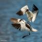 Voir l’image : Avocettes élégantes