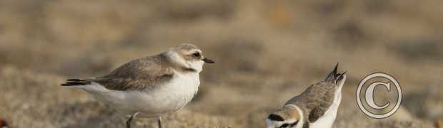 gravelots-a-collier-interrompu-approche-naturaliste (gravelots à collier interrompu approche naturaliste):
Gravelots à collier interrompu