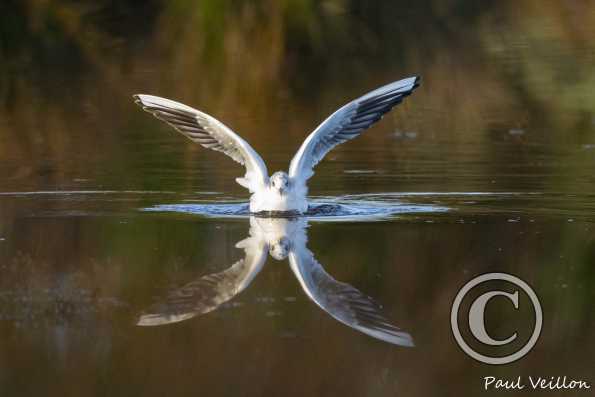 Mouette rieuse