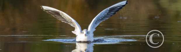 L'image du mois:
Mouette rieuse