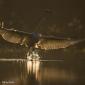 Voir l’image : Grande aigrette