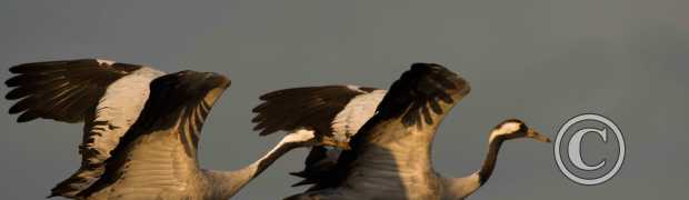 L'image du mois:
grues cendrées 