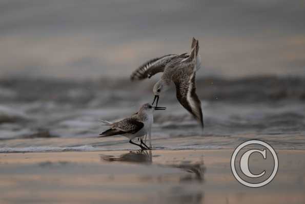 Bécasseaux sanderlings