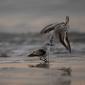 Voir l’image : Bécasseaux sanderlings