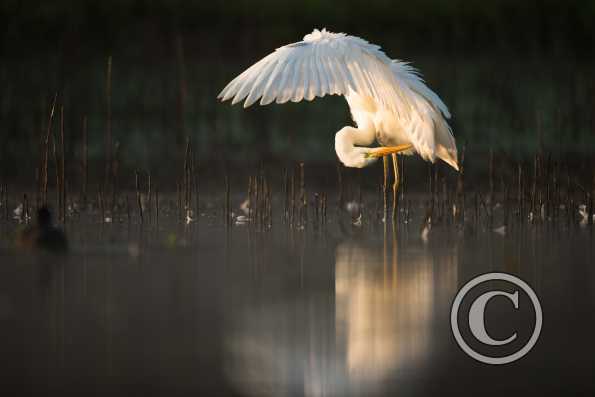 Grande aigrette, toilette matinale