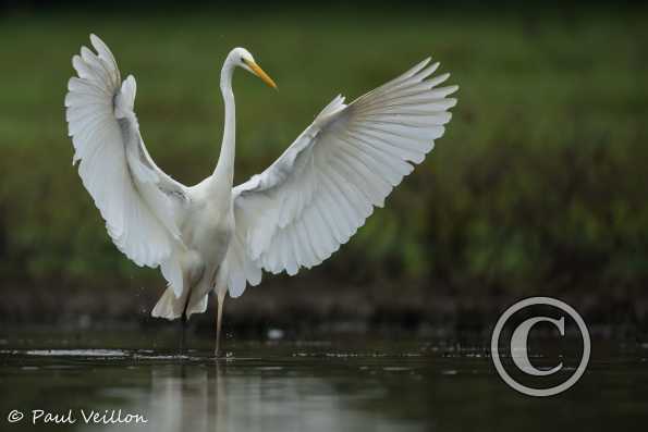 Grande aigrette