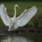 Voir l’image : Grande aigrette