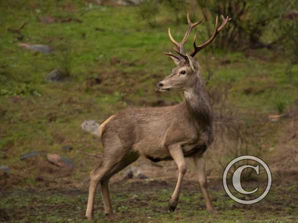 Cerf élaphe Ibérique