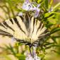 Voir l’image : Papillon flambé