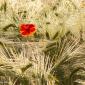 Voir l’image : Coquelicot  dans l'orge