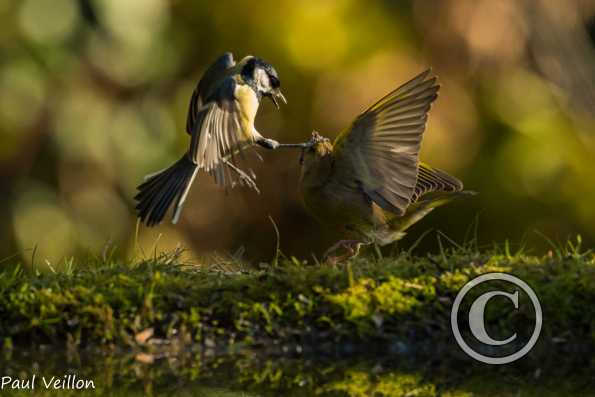 Querelle à la mangeoire verdier d'Europe mésange charbonnière