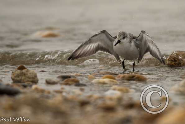 Bécasseau sanderling