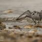 Voir l’image : Bécasseau sanderling