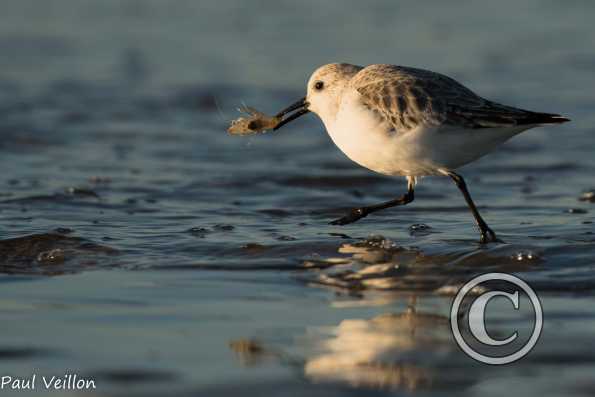 Bécasseau sanderling et crevette