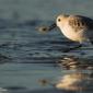 Voir l’image : Bécasseau sanderling et crevette