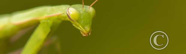 L'image du mois:
Mante religieuse