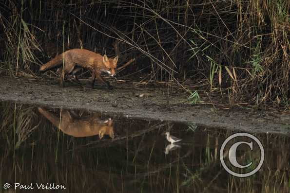 Renard roux