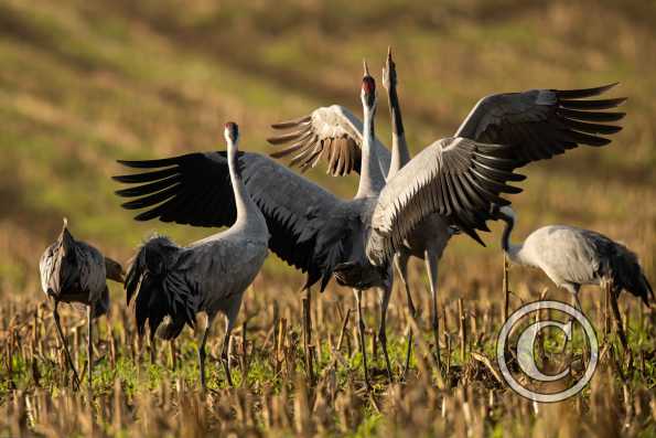 Grues cendrées