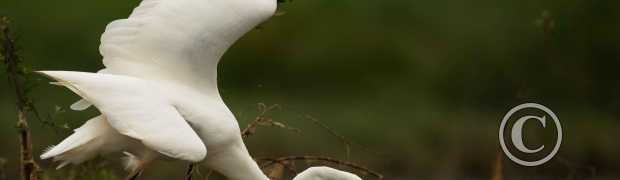 L'image du mois:
DSC_8574