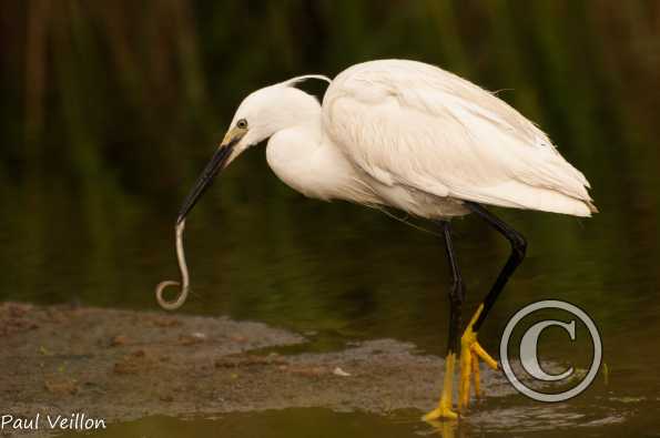 Aigrette garzette . Prédation d'une petite anguille