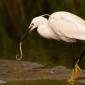 Voir l’image : Aigrette garzette . Prédation d'une petite anguille