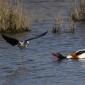 Voir l’image : Echasse blanche tadorne de belon