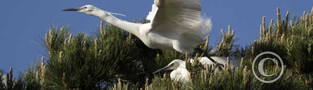Les der:
Aigrettes garzettes  en nuptial