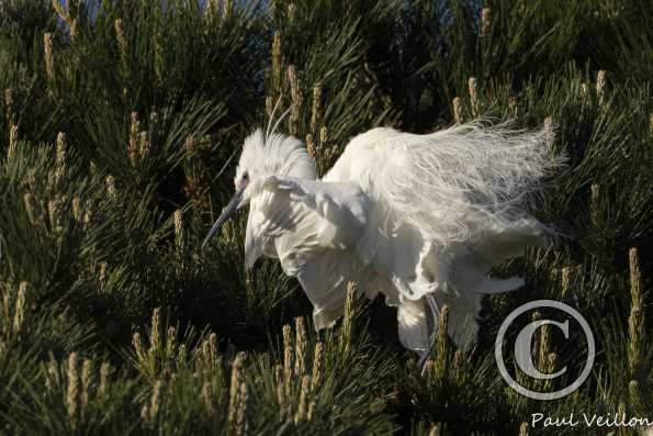 Aigrette garzette  en nuptial