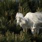 Voir l’image : Aigrette garzette  en nuptial