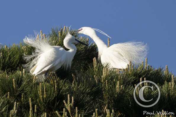 Aigrettes garzettes  en nuptial