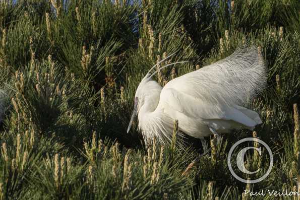 Aigrette garzette  en nuptial