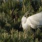 Voir l’image : Aigrette garzette  en nuptial