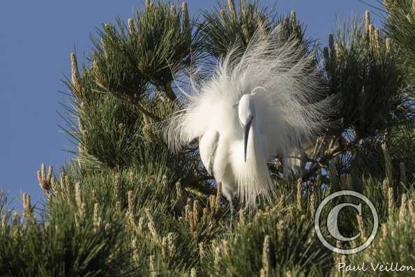 Aigrette garzette  en nuptial