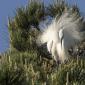 Voir l’image : Aigrette garzette  en nuptial