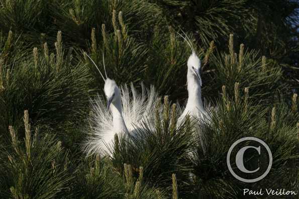 Aigrettes garzettes en nuptial
